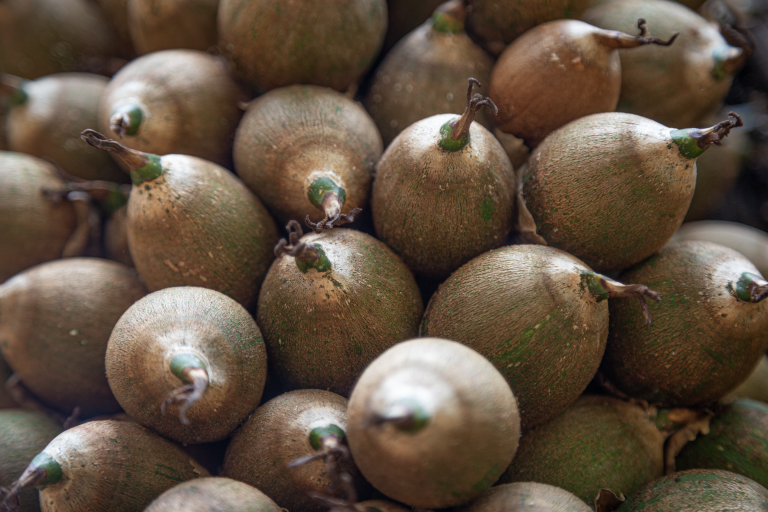 conjunto de COROZOS en su rama, aun verdes.