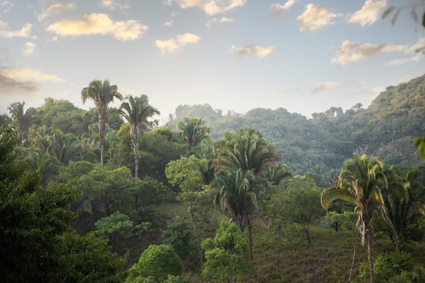 EL Corozal De Nuevo Progreso